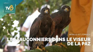 Falconers targeted by PAZ