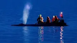 Almanya'da karaya oturan kambur balinayı kurtarma umutları azaldı