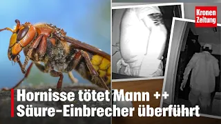 Hornet kills man ++ Acid burglars caught | krone.tv NEWS