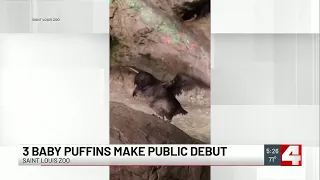 Baby puffins make debut at Saint Louis Zoo