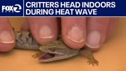 Heat leading to more critters in homes | West Coast Wrap Heat leading to more critters in homes | West Coast Wrap