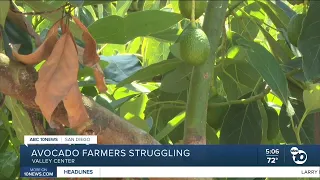Valley Center avocado farmer struggles as imports flood market