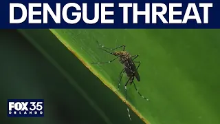Florida faces unprecedented dengue threat