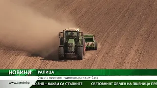 РАПИЦА: Сушата променя подготовката и сеитбата