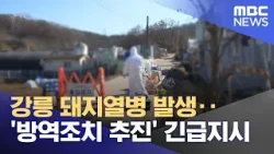 강릉 돼지열병 발생‥'방역조치 추진' 긴급지시 (2026.01.17/뉴스투데이/MBC)