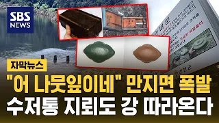 "Just a floating leaf?" Don't touch it—it could explode (Subtitled News) / SBS