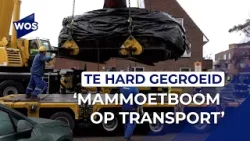 Boom met gewicht van zeven olifanten op transport