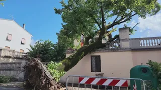 Trees on Via Fiorentina, residents: "Action is needed"