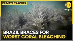 Extremely warm waters damage reefs  | WION Climate Tracker
