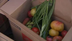 Denver Health partnership connects patients in need with fresh produce