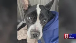 Search continues for person who dumped old, blind dog in Hartford