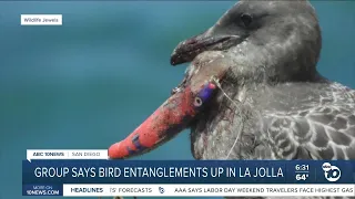 More birds are getting caught and hooked by fishing lines in La Jolla