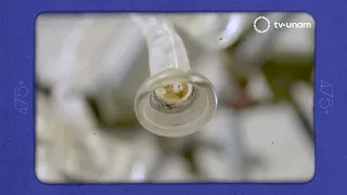 475+ UNAMirada to the future: Antimicrobial catheters. Institute of Nuclear Sciences. Capsule 18