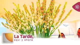 The Afternoon, Here and Now | Tuberose flowers perfume the Sanlúcar de Barrameda horse races