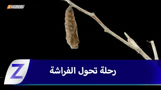 The Butterfly's Journey.. From a Tiny Egg to a Beautiful Butterfly
