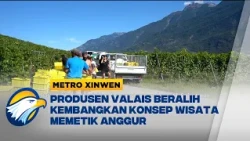 Metro Xinwen - Industri Anggur Swiss Impor Murah Produsen Valais Beralih ke Ekowisata