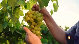 2026 Grape Harvest, Umbria gets an early start