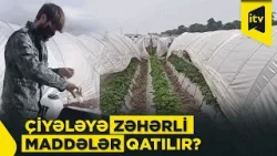 Çiyələyin yetişdirilməsində gübrə və dərman balansı gözlənilirmi?