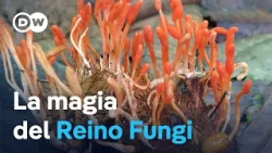 El increíble y fascinante mundo de los hongos