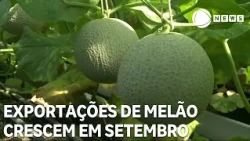 Melon exports gain momentum as harvest season progresses
