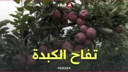 "Kebda" Apple Harvest Season in Batna.. High Quality and Irresistible Taste.. #Watch