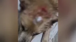 В Балино больше года умирают уличные собаки. Возможно, орудует серийный живодер