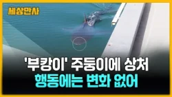 '부캉이' 주둥이에 상처…행동에는 변화 없어 [세상만사] #부캉이 #상어 #부산북항친수공원 #인공수로
