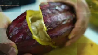 TINGO MARÍA PRODUCES AND EXPORTS! 🍯🍫🍌 The power of alternative development in Peru
