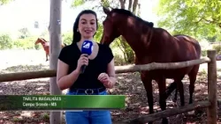 CHÁCARA PM CAVALARIA MS CHÁCARA PM CAVALARIA MS