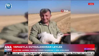 Vefasıyla duygulandıran leylek