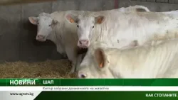 ШАП: Кипър забрани движението на животни