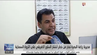 Basra Agriculture Directorate Warns of the Threat of African Catfish Spreading to Fish Stocks