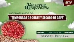 Veracruz Agropecuario - Corte y Secado del Café Veracruz Agropecuario - Corte y Secado del Café