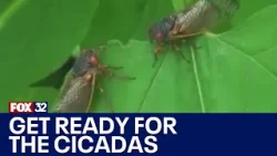 Cicadas are coming: What to expect from the new rising broods
