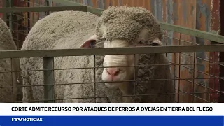Tierra del Fuego ranchers file protection appeal over dog attacks on sheep
