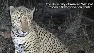 New jaguar sightings in Arizona spark excitement