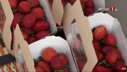 Production de fraises | Une activité de jeunes à Bayakh