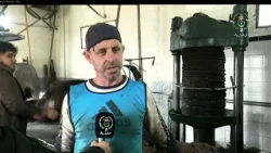 تيزي وزو - جني الزيتون | زيت الزيتون .. بين العصر التقليدي والحديث