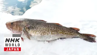 Cod - Trails to Oishii Tokyo