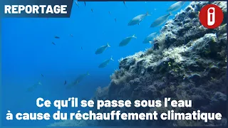 What's happening underwater because of global warming