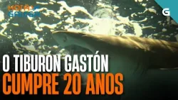 O TIBURÓN GASTÓN cumpre 20 ANOS | HORA GALEGA