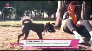 Off-leash dogs in public spaces: A matter of training or a social risk? – Vitrina Today 08/28/26