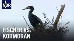Kormoran-Invasion in MV | Die Nordreportage | NDR Doku