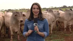 Rastreabilidade do rebanho bovino trás benefícios à pecuária
