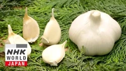 Garlic - Trails to Oishii Tokyo