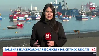 Pescadores de Coronel protagonizan emocionante rescate de una orca