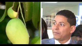 Congressman denounces that government ignored plague paralyzing mango exports