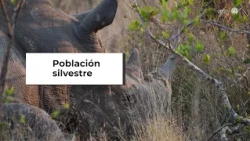 Four rhinoceroses will arrive in Jalisco from Europe