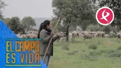 Así se entienden los pastores con las ovejas | El campo es vida