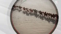 رسالة بطولة الكويت الدولية السنوية لسباق الهجن | 11 فبراير 2026